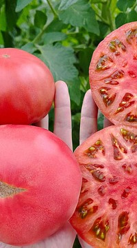 Томат Мануза F1