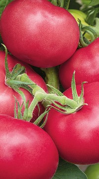 Томат Пинк Гарант F1