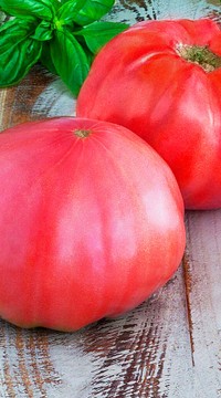 Томат Старовер