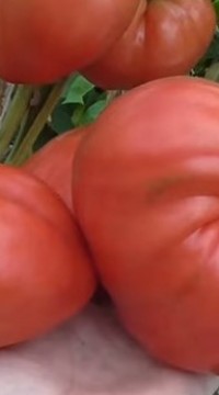 Томат Задница обезьяны