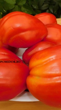 Томат Петух