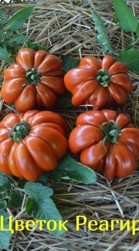 Томат Цветок реагир