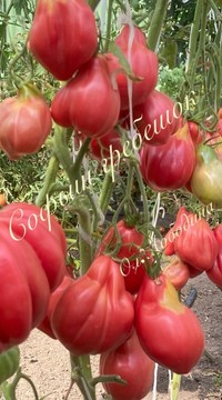 Томат Софьин гребешок