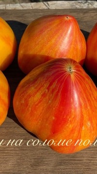 Томат Кардинал на соломе (от Софии Сааковой)