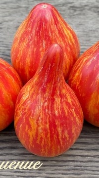 Томат Искушение (от Софии Сааковой)