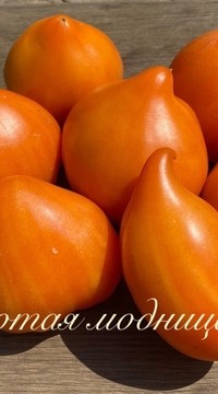 Томат Золотая модница (от Софии Сааковой)