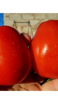 Томат Жирный бульон