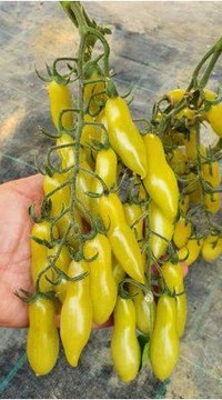 Томат Зеленые танцующие пальчики