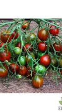 Томат Черри Альянс повстанцев