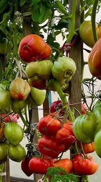 Томат Карл от Бориса Сонина