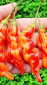 Перец Полосатая Сахарная Лихорадка