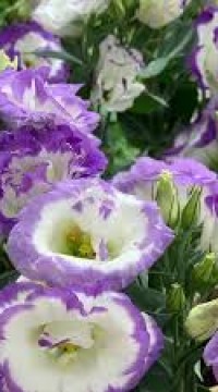 Эустома Сапфир Голубая фишка F!