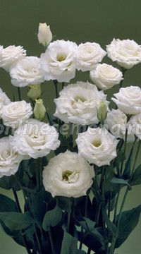 Эустома Купид 2 F1 Уайт