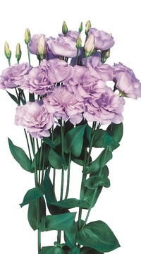 Эустома Лавандовые зори F1