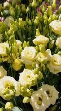 Эустома Корелли СУ 3 F1 Еллоу