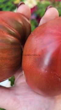 Томат Черносердечный делирий