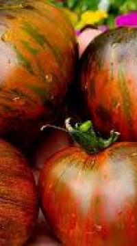 Томат Татьянин Яхонт