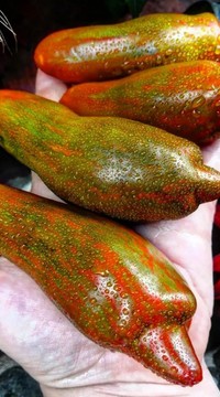 Томат Посох плодородия