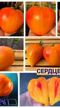 Томат Сердце Милы