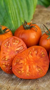 Томат Завтрак Келлога