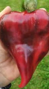 Перец сладкий Леся темно-красная