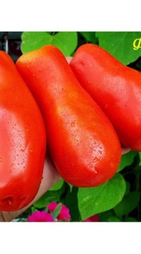 Томат Фляга