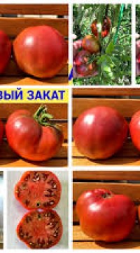 Томат Муаровый закат