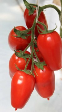 Томат Айдар F1