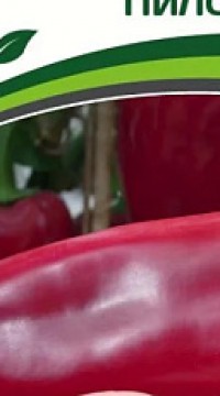 Перец сладкий Пилот F1