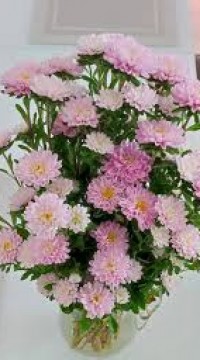 Астра Трубадур Дебют