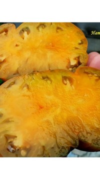 Томат Огненный гребень цвета охры