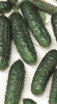 Огурец Ольшаны F1