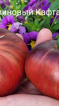 Томат Малиновый кафтан  (от Софии Сааковой)