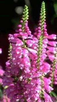 Физостегия Розовая Башня