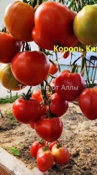 Томаты Король Кинг