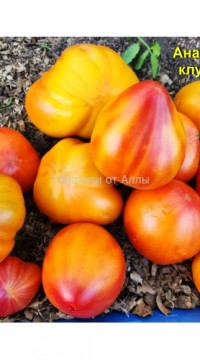 Томат Ананасная клубника