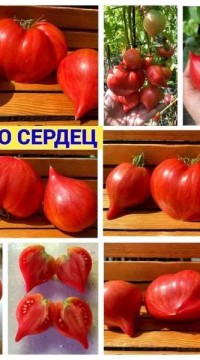 Томат Дерево Сердец