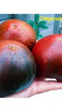 Томат Отрезанное ухо