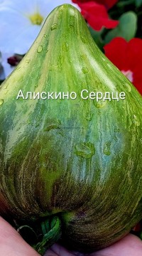 Томат Алискино сердце