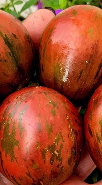 Томат Прекрасный марсианин