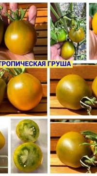 Томат Сладкая тропическая груша